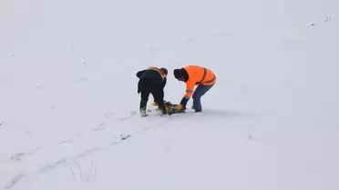 Başkale'de Yaban Hayvanlarına Yem Bırakıldı