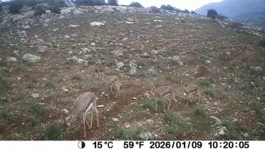 Hatay'da Dağ Ceylanı ve Çizgili Sırtlan Koruma Projesi