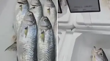 Markette satılan balığın fiyatını duyunca büyük şaşkınlık yaşadı