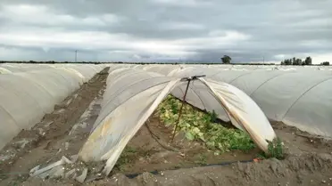 Tarsus'ta Pompalar Tarları Kurtardı