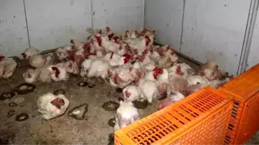 Taraklı'da Tavuk Çiftliği Denetlendi