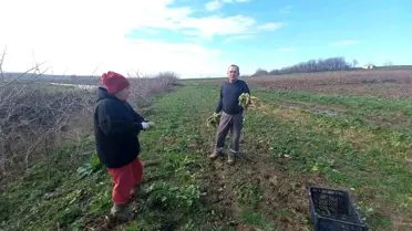 Edirne Çiftçileri Geleceği Toprağa Ekiyor
