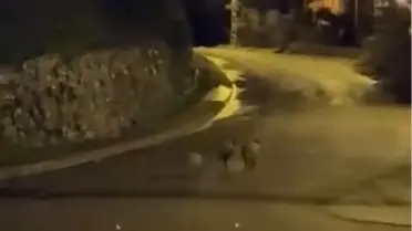 Ereğli'de Yaban Domuzları Şehir Merkezine İndi