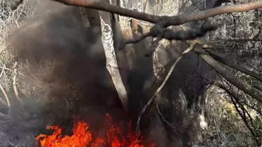 Mudanya'da Çalı Yangını Kontrol Altına Alındı