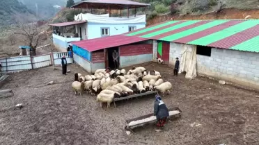 Depremzededen Hayvancılık Mücadelesi