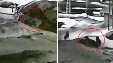 Görüntü Türkiye'nin bir ucundan: Sahibi köpeğin yakarışlarını duymayınca acı son kaçınılmaz oldu