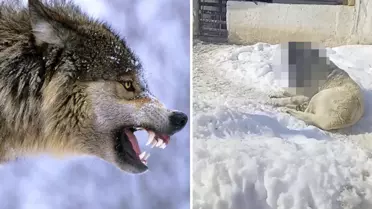 Görüntüye tepki yağıyor: Kurtla boğuşan kangalın son haline bakın