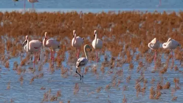 Gediz Deltası Tehdit Altında