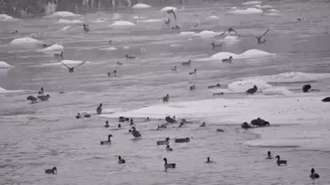 Kars Çayı Buz Tutarken Yaban Ördekleri Hayatta Kalıyor