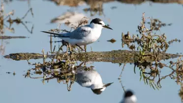 Türkiye'de 287 bin 254 Su Kuşu Tespit Edildi