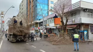 Batman'da Ağaç Budama Çalışmaları Devam Ediyor