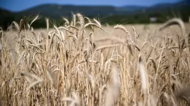 Torbalı'da Yağışlar Üreticilere Can Su Oluyor