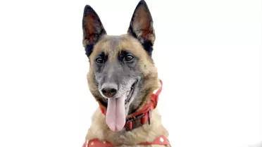 Sima: Jandarmanın Kahraman Kadavra Tespit Köpeği