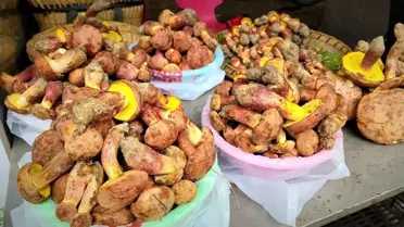 Yunnan'daki Mantar Halüsinasyonları