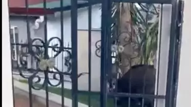 Marmaris Belediyesi'ne domuz davası