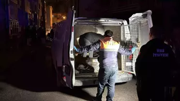 Sivas'ta 2 katlı evde çıkan yangında 26 kedi telef oldu