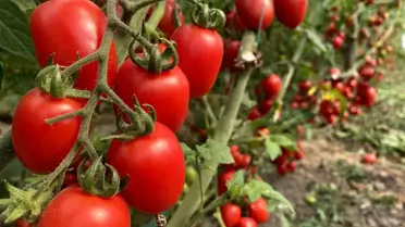 Antalya Hal Endeksi Ocak 2026 Raporu