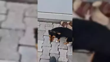 Fatma Arat, Beyaz'la Joker Programında