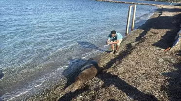 Bodrum'da Akdeniz Foku Sahile Yattı