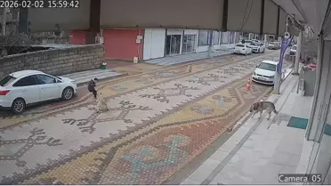 Sokak Köpeği Çocuğu Saldırdı, Esnaf Kurtardı