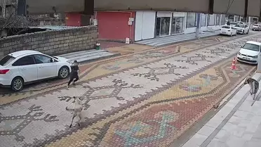 Esnaf, Köpek Saldırısına Uğrayan Çocuğu Kurtardı