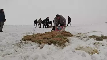 Korkut'ta Yaban Hayvanlarına Yardım