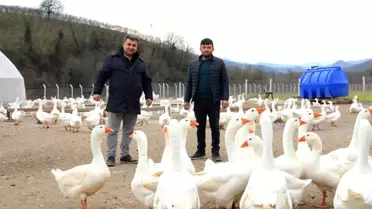 Ordu'da 'alım garantisi' ile kaz yetiştiriciliği büyüyor
