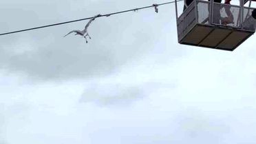 Tellerde mahsur kalan martıyı itfaiye ekipleri kurtardı