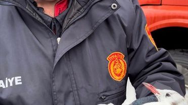 Zonguldak'ta Martı Kurtarıldı