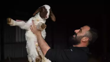 Depremden Sonra Hayvan Sayısını İkiye Katladı