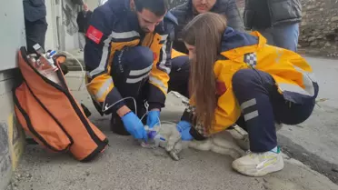 Beyoğlu'nda Yangın: Kedi Sütlaç Kurtarılamadı