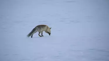 Erzurum ve Ardahan Karla Beyaza Büründü