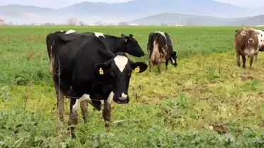 Karacasu'da Şap Hastalığı Tedbirleri Kaldırıldı