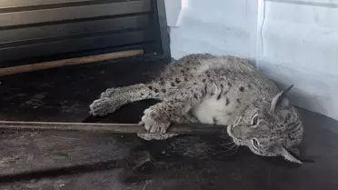 Yaralı Vaşak Tedavi Altına Alındı