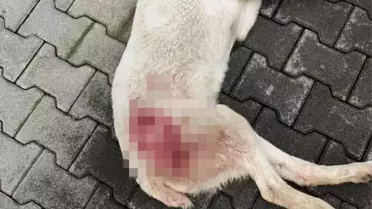 Tavuk kovaladı diye tüfekle vurulan köpek öldü
