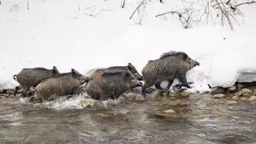 Tunceli'de Yaban Hayvanları Kar Altında Zorluk Çekiyor