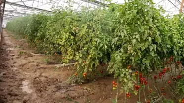 Aksu'da Tarıma Büyü Hasar