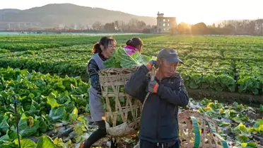 Çin'de Baharın Başlangıcı: Lichun