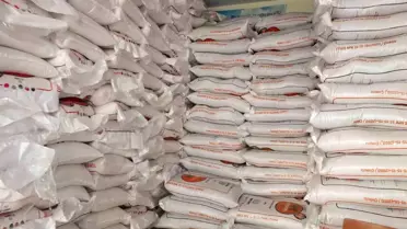 Burhaniye'de Zeytin Üreticileri Yağışlarla Sevindi