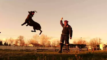 Sakarya itfaiyesinin eğitimli köpekleri operasyonlar için hazır kıta bekliyor