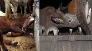 Vatandaşa et ve eşek eti yedirilen ilde ekipler teyakkuza geçti