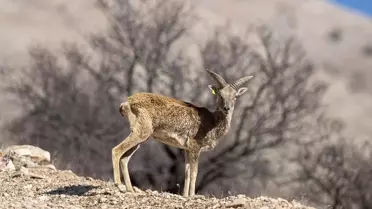 Anadolu Yaban Koyunu Koruma Çalışmaları