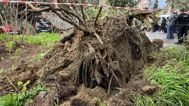 Ağaç Devrildi, 4 Araç Hasar Gördü