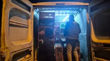 Belgesiz Hayvan Sevki: 52 Bin TL Ceza