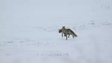 Doğu Anadolu'da Kar Yağışı Etkili Oldu