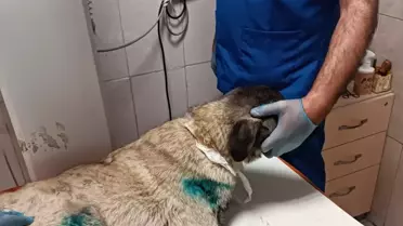 Kamyonete Bağlanan Köpek Kurtarıldı