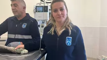 Sahiplendirilen köpeğin durumu kritik