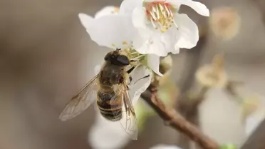 Mersin'de Erik Ağaçları Çiçek Açtı