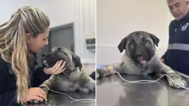  Kamyonetin arkasında ölüme sürüklenen köpeği Seren Serengil sahiplendi