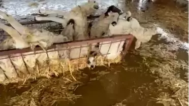 Söke'de Sağanak: 10 Koyun Telef Oldu